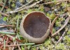 řasnatka laločnatá (Houby), Peziza lobulata (Fungi)
